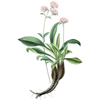 02-nard-jatamansi.jpg